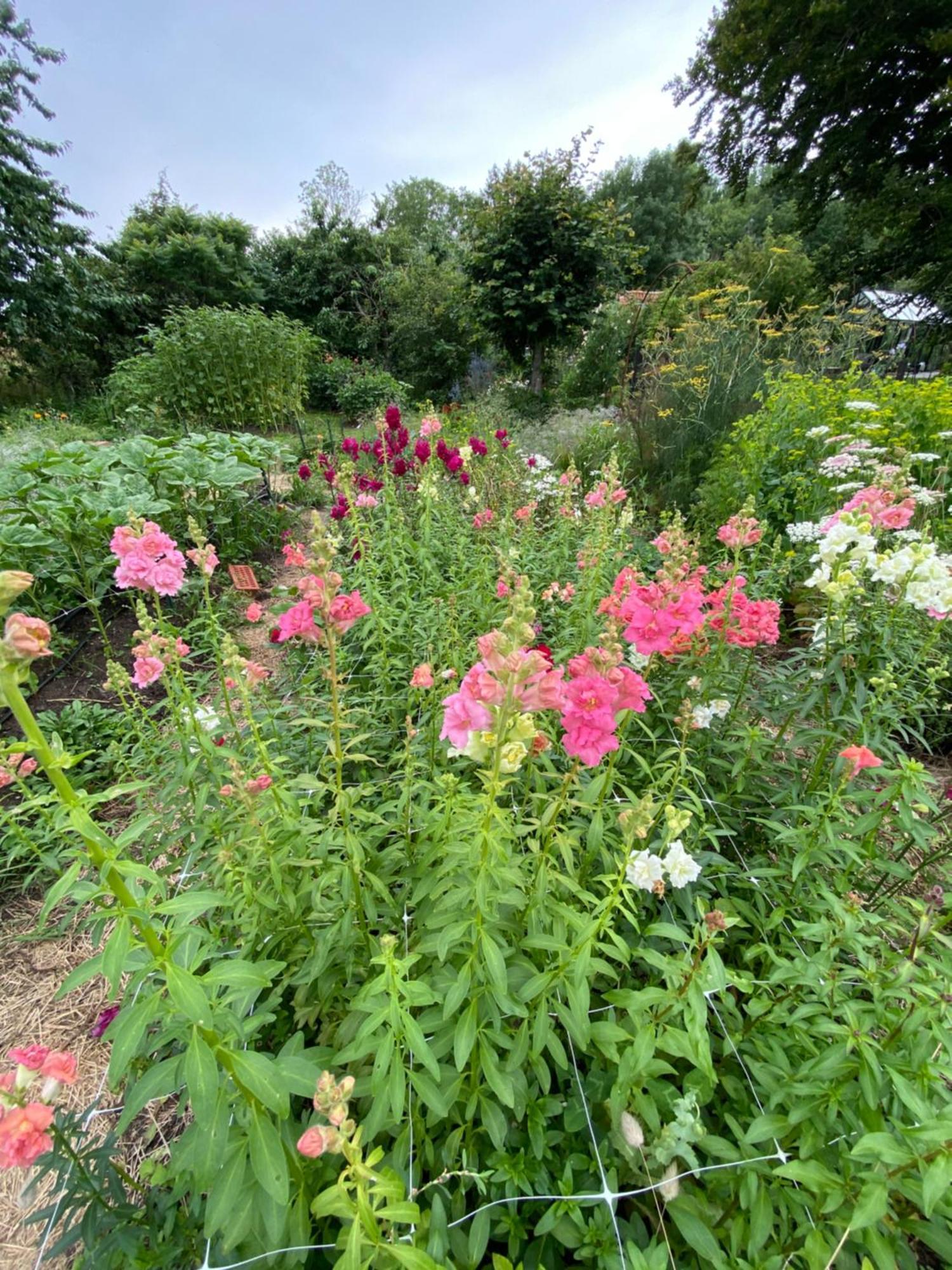 Blomstertantens Hus Треллеборг Экстерьер фото
